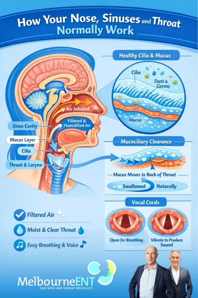 How your nose, sinuses and throat normally work